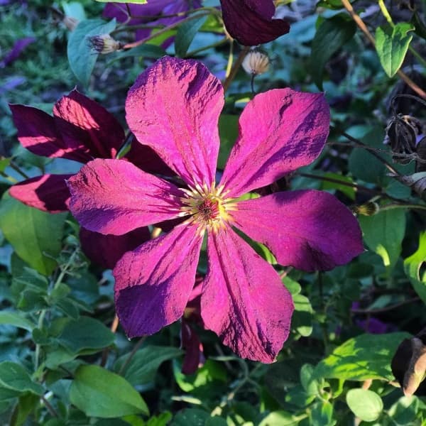 Kosmicheskaia Melodiia