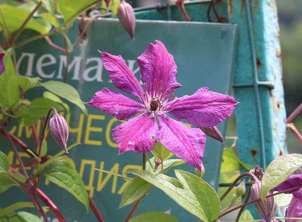 Клематис Kosmicheskaia Melodiia
