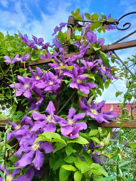 Клематис Luther Burbank