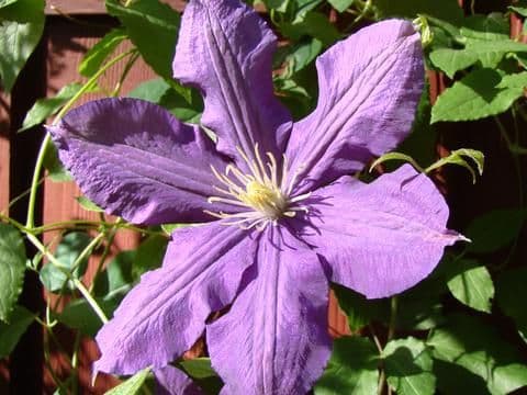 Luther Burbank