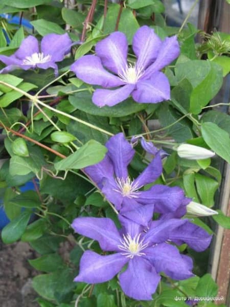 Клематис Luther Burbank