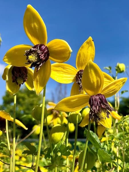 Клематис GOLDEN TIARA Kugotia