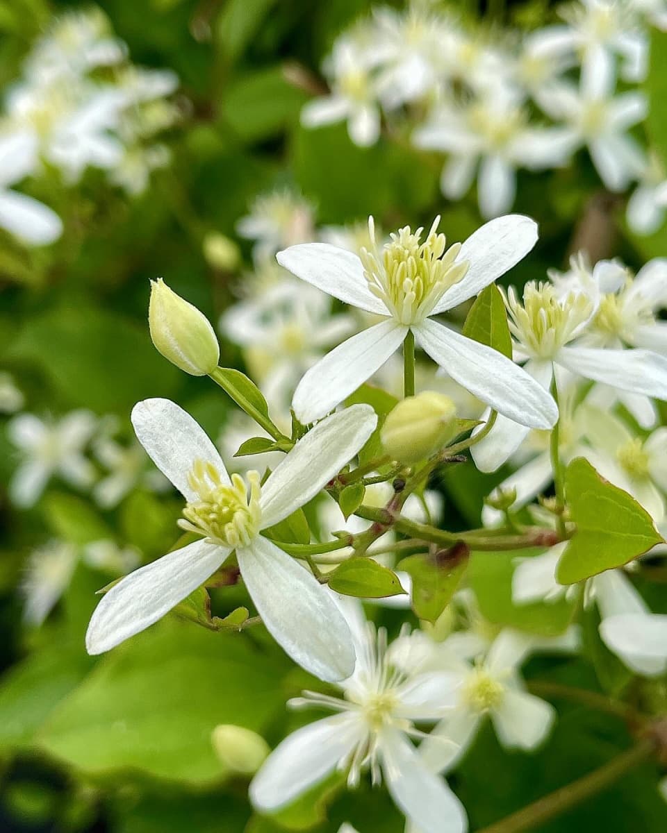 Клематис terniflora