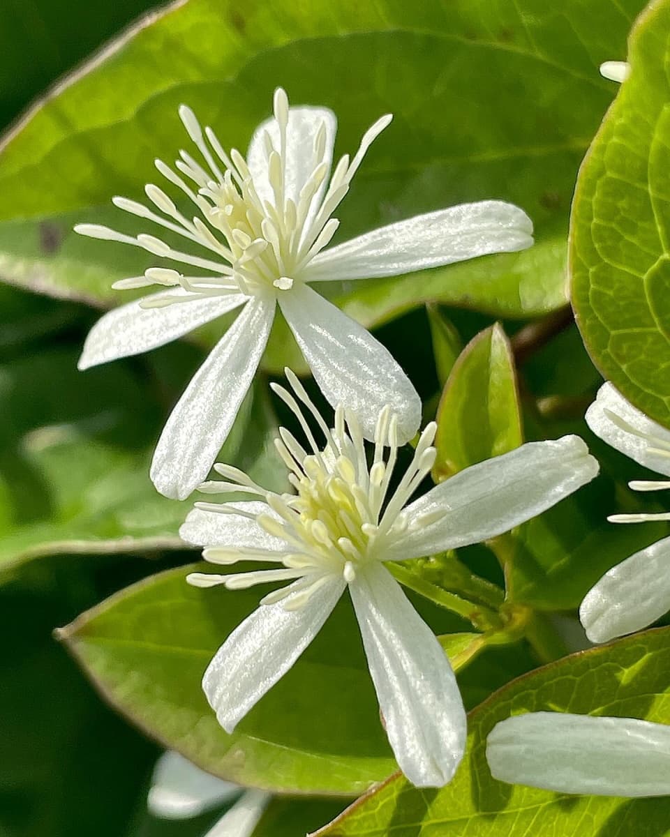 Клематис terniflora