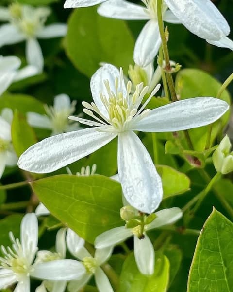 Клематис terniflora