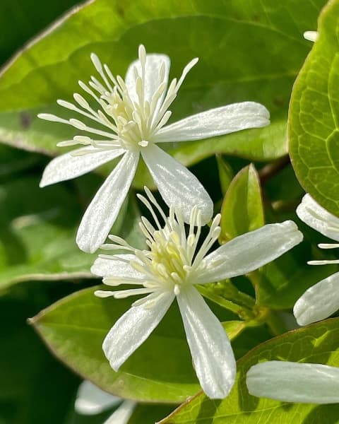 Клематис terniflora