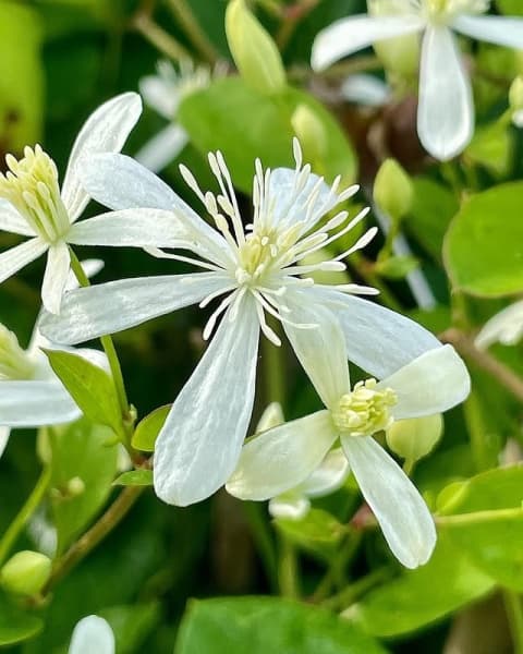 Клематис terniflora