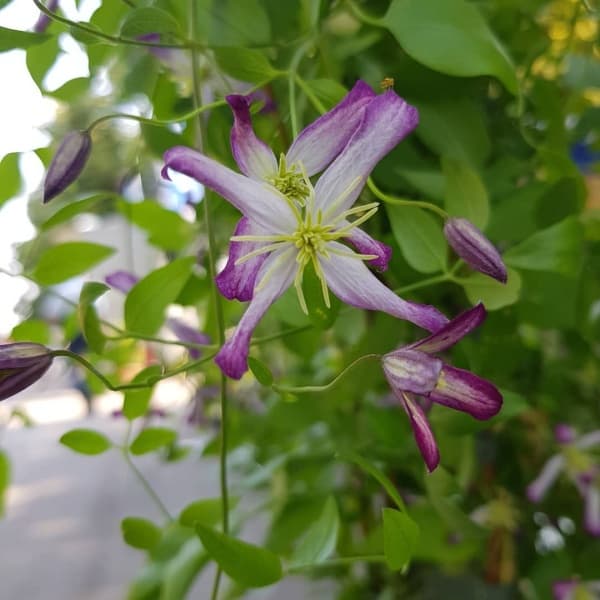 Клематис x triternata Rubromarginata