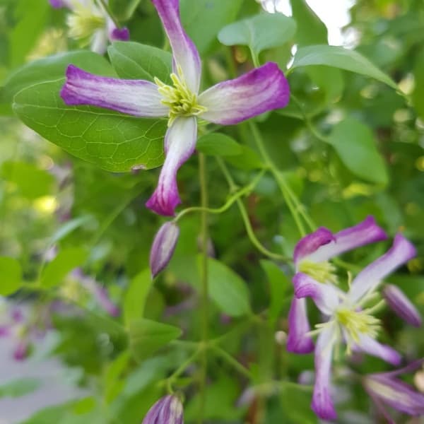 Клематис x triternata Rubromarginata