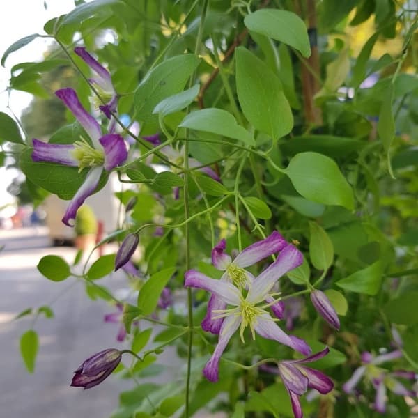 Клематис x triternata Rubromarginata