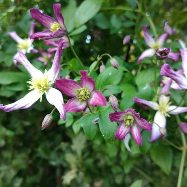Клематис x triternata Rubromarginata