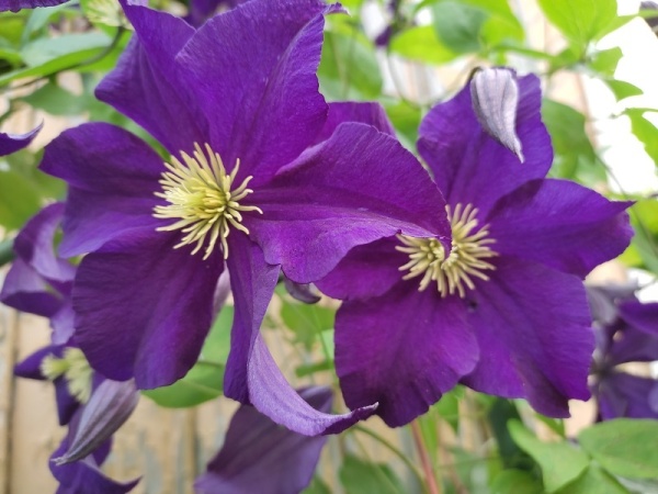 Viola