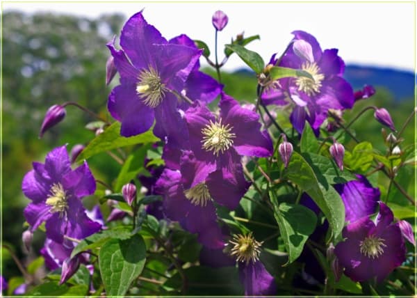 Клематис Viola