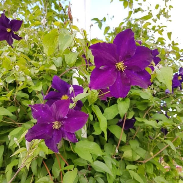 Клематис Viola