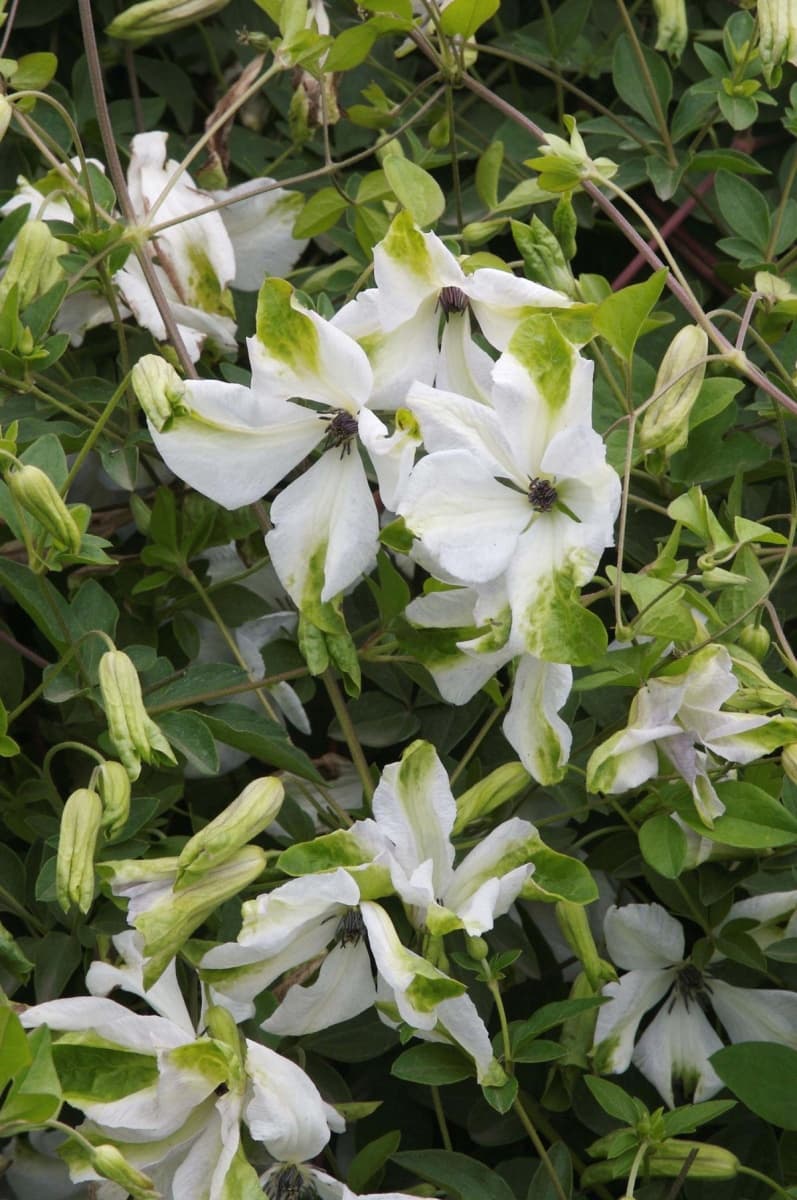 Клематис Alba Luxurians