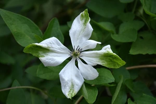 Alba Luxurians