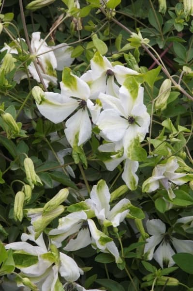 Клематис Alba Luxurians