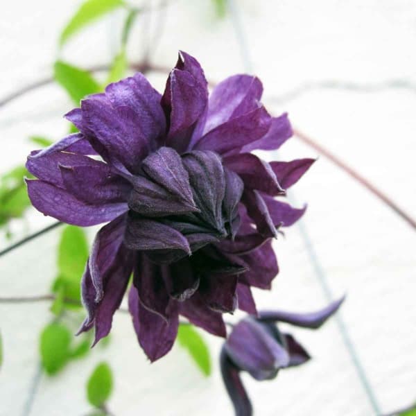 Mary Rose (viticella Flore Pleno)