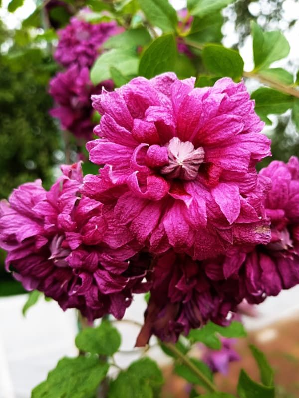 Клематис Purpurea Plena Elegans