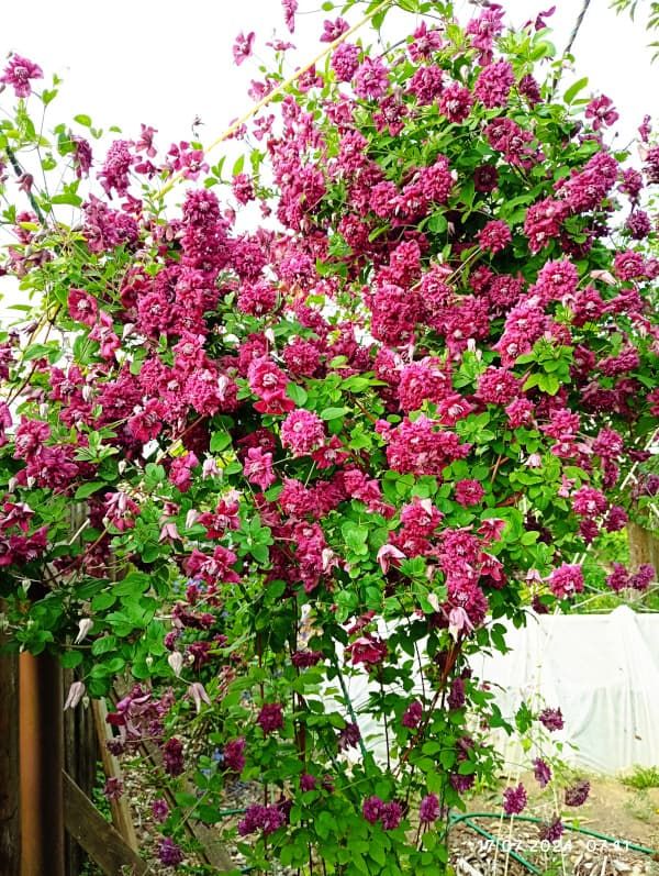 Клематис Purpurea Plena Elegans