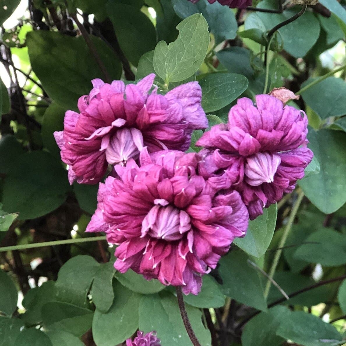 Клематис Purpurea Plena Elegans