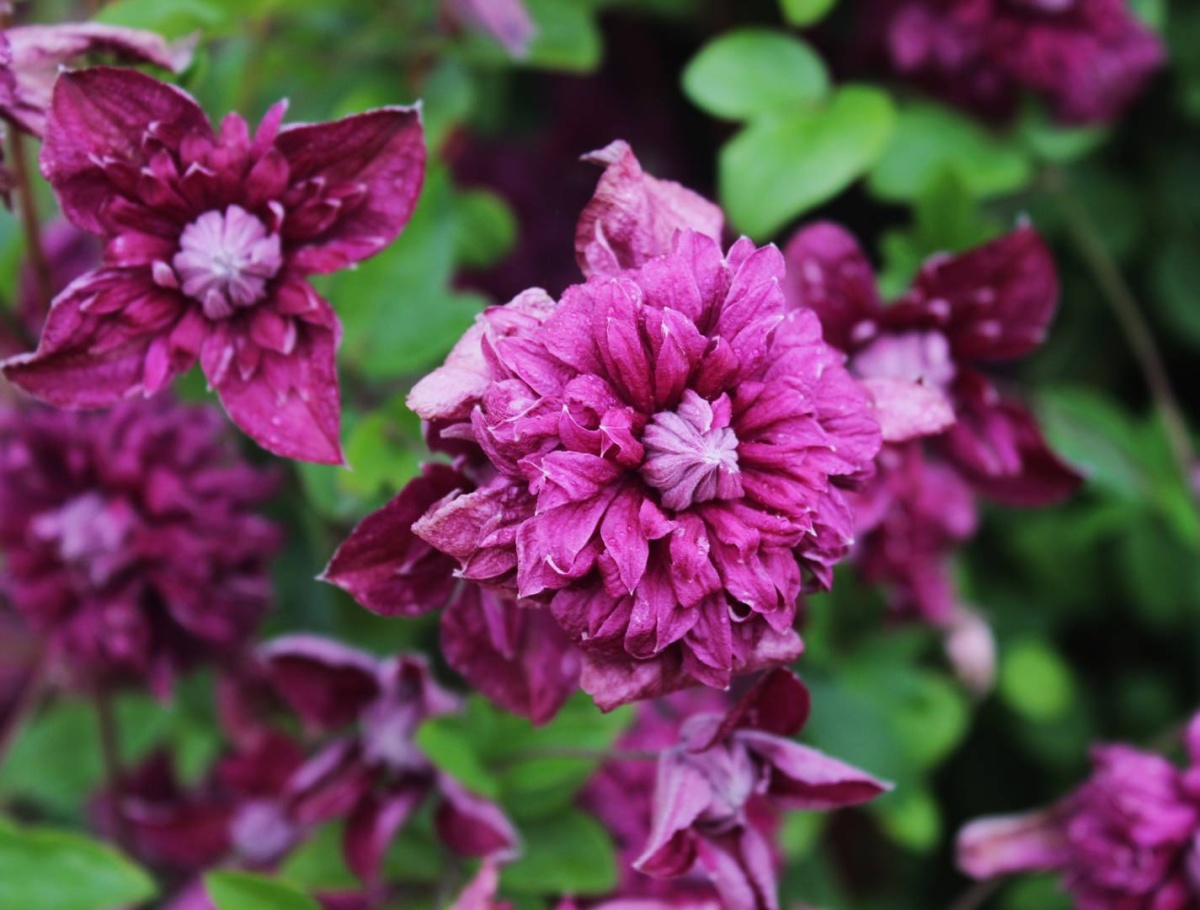 Клематис Purpurea Plena Elegans