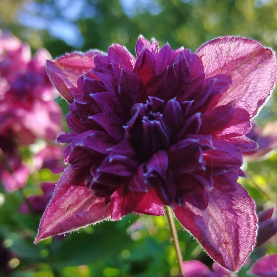 Клематис Purpurea Plena Elegans