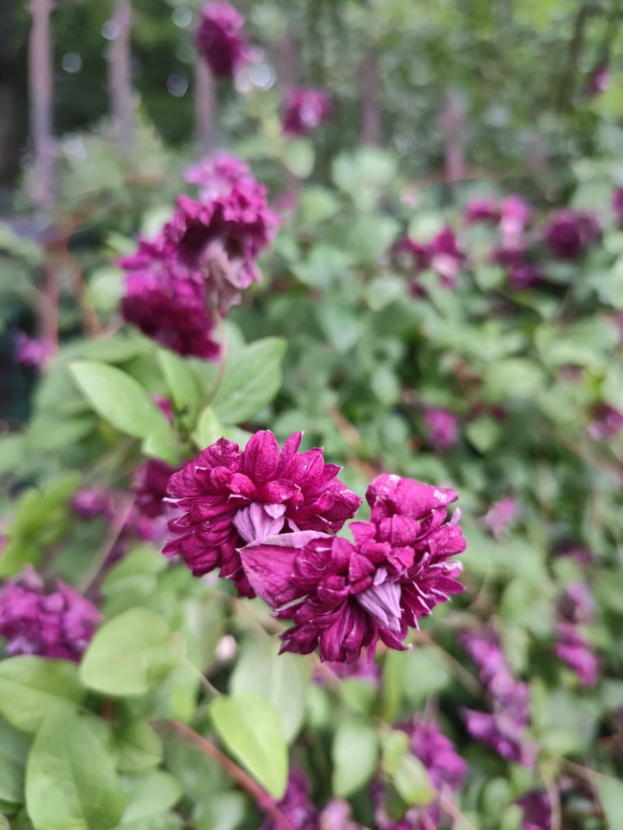Клематис Purpurea Plena Elegans
