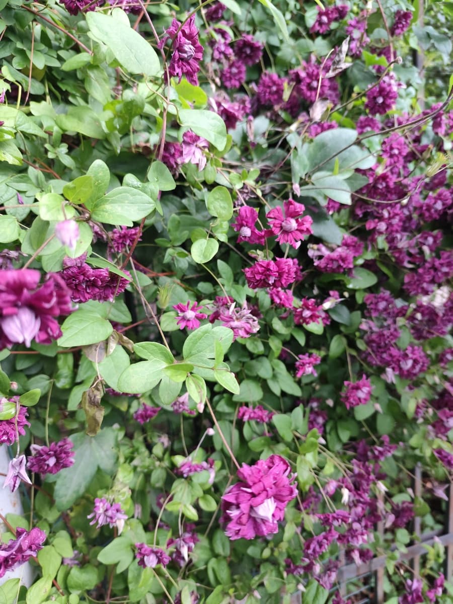 Клематис Purpurea Plena Elegans