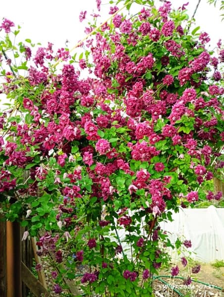 Клематис Purpurea Plena Elegans