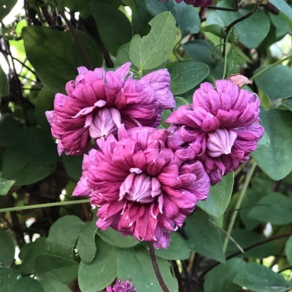 Клематис Purpurea Plena Elegans