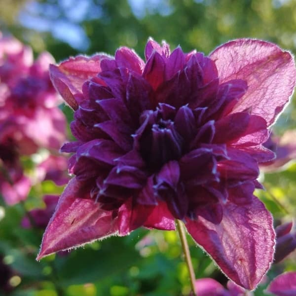 Клематис Purpurea Plena Elegans