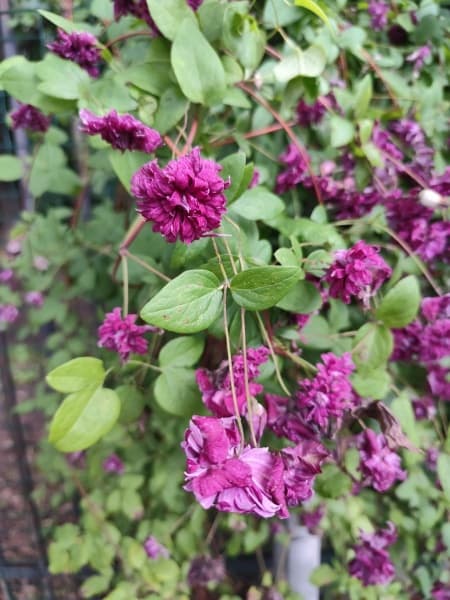 Клематис Purpurea Plena Elegans