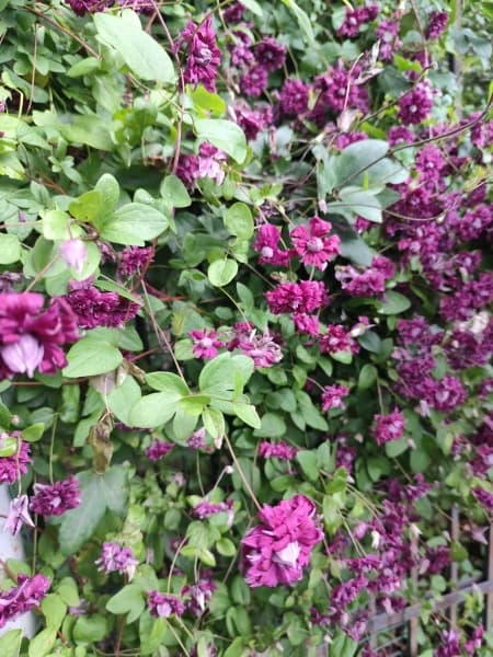 Клематис Purpurea Plena Elegans