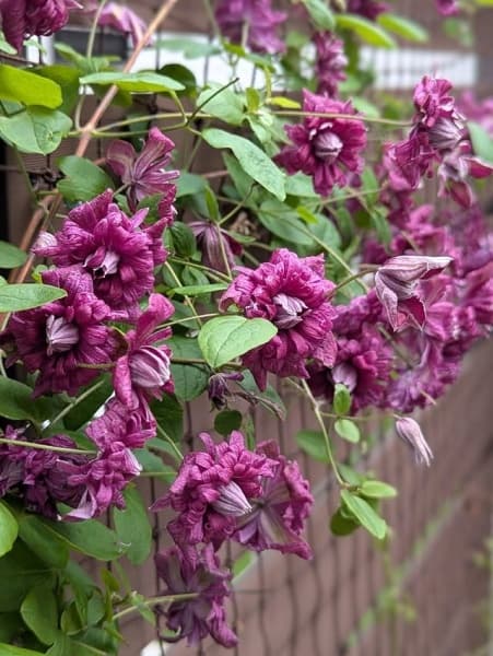 Клематис Purpurea Plena Elegans