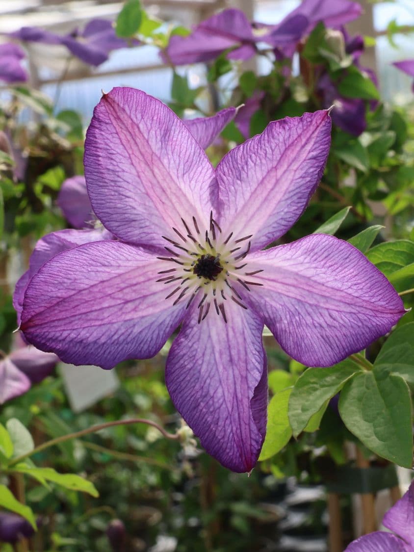 Клематис Venosa Violacea