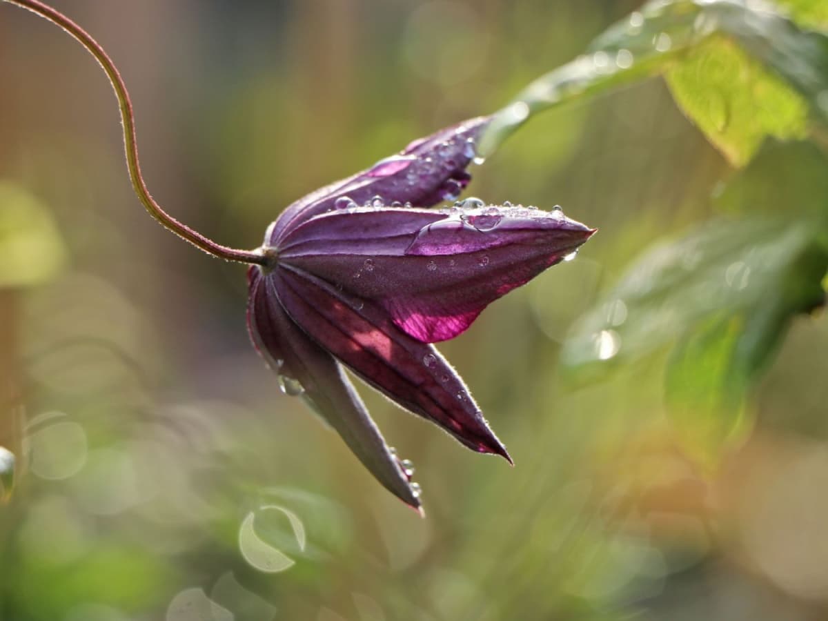 Клематис Venosa Violacea