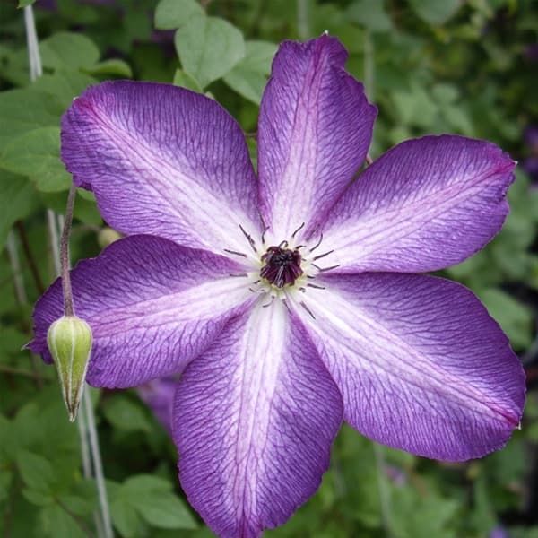 Клематис Venosa Violacea