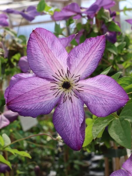 Venosa Violacea