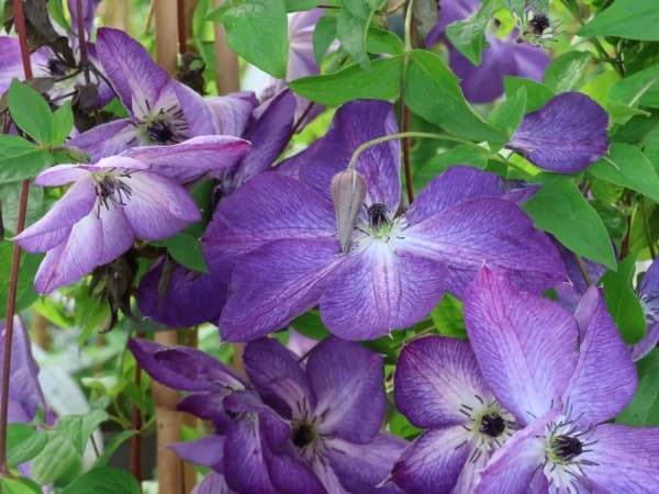 Клематис Venosa Violacea