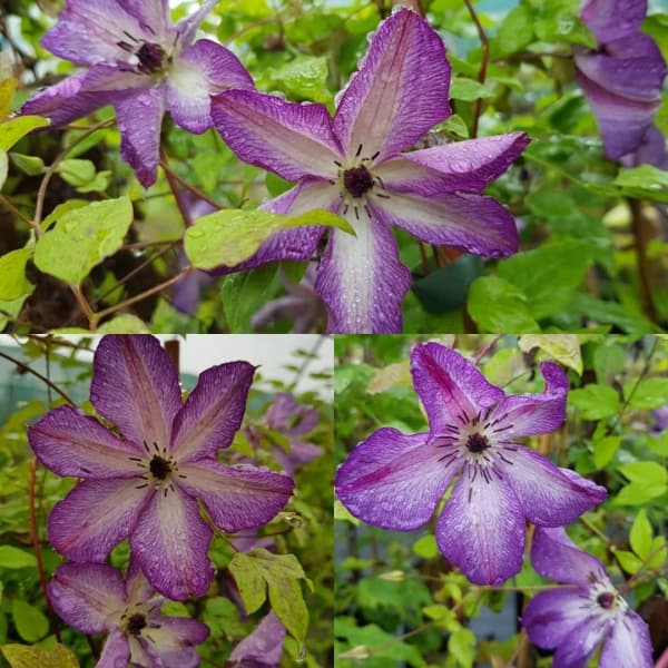 Клематис Venosa Violacea
