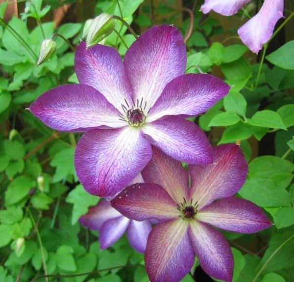 Клематис Venosa Violacea