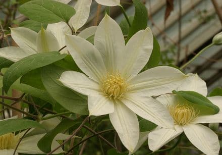 WADAS PRIMROSE patens Manshuu Ki