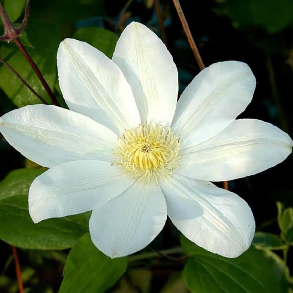 Клематис WADAS PRIMROSE patens Manshuu Ki