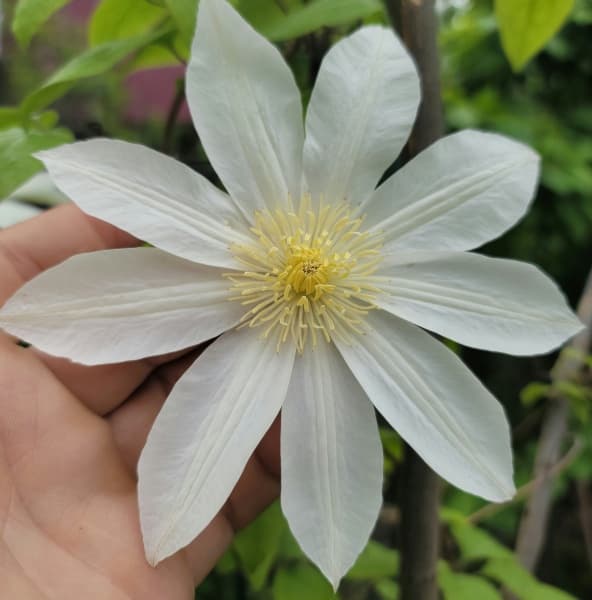 Клематис WADAS PRIMROSE patens Manshuu Ki