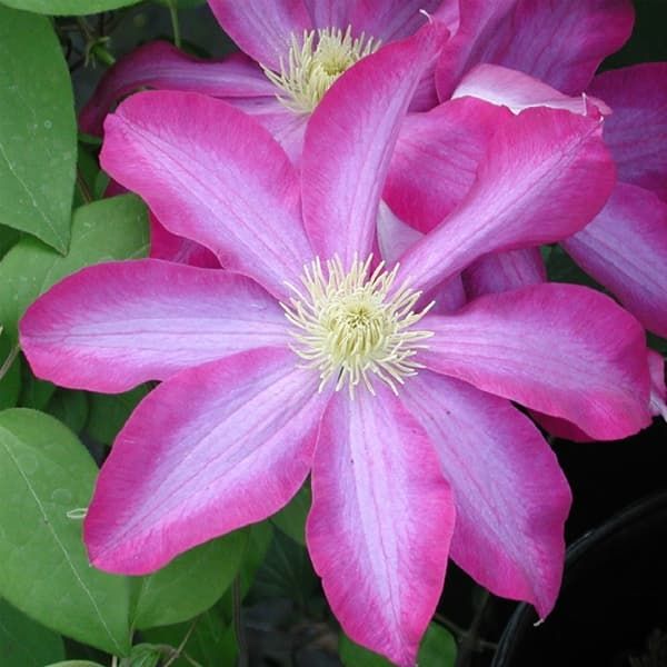 PINK CHAMPAGNE Kakio