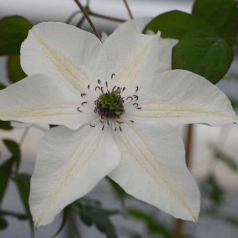 Клематис PISTACHIO  florida var normalis Evirida Писташио (florida)