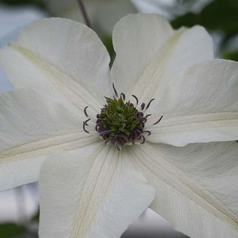 Клематис PISTACHIO  florida var normalis Evirida
