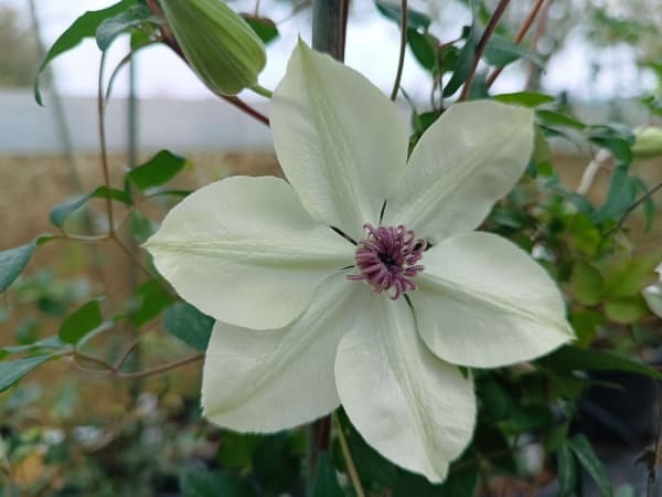Клематис PISTACHIO  florida var normalis Evirida