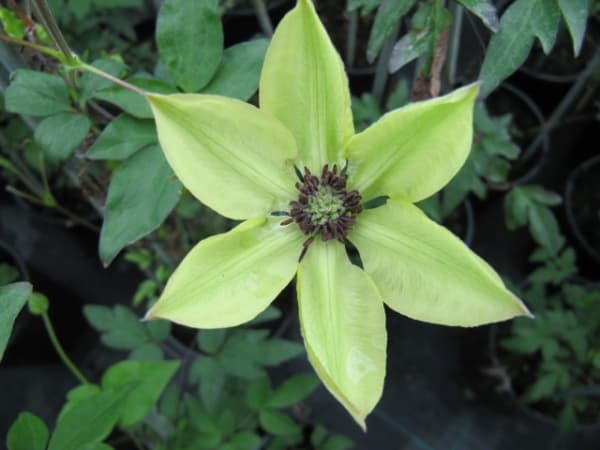 Клематис PISTACHIO  florida var normalis Evirida